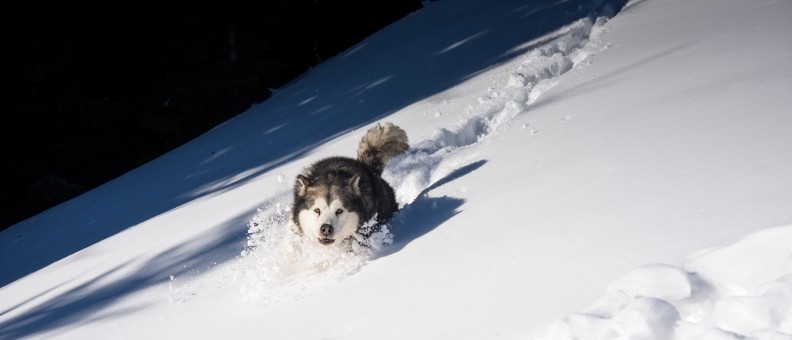 snow_winter_dog_husky_animal-1393250